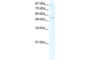 DDX19A antibody used at 2. (DDX19A Antikörper)