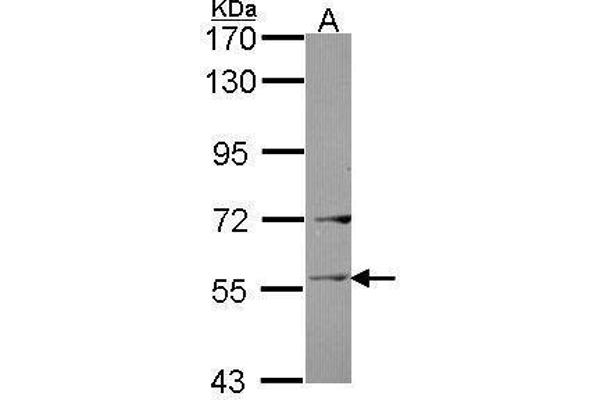 Ladinin 1 antibody  (C-Term)