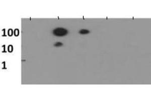 Dot Blot of Rabbit Histone H3 [Monomethyl Lys56] Antibody. (Histone 3 Antikörper  (H3K56me))