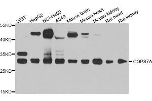 Western blot analysis of extract of various cells, using COPS7A antibody. (COPS7A Antikörper)