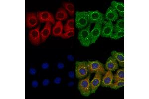 ABIN7094553 and ABIN7098602 staining Hela cells by IF/ICC.