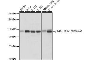 Western blot analysis of extracts of various cell lines, using p90Rsk/RSK1/RPS6K antibody (5718) at 1:1000 dilution. (RPS6KA1 Antikörper  (C-Term))