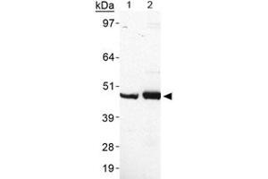 Western blot analysis of PLIN5 in heart lysate using PLIN5 polyclonal antibody . (PLIN5 Antikörper  (AA 300-400))