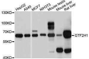 Western blot analysis of extracts of various cell lines, using GTF2H1 antibody (ABIN5997860) at 1/1000 dilution. (GTF2H1 Antikörper)