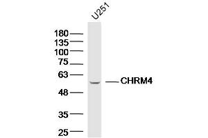 U251 lysates probed with CHRM4 Polyclonal Antibody, Unconjugated  at 1:300 dilution and 4˚C overnight incubation.