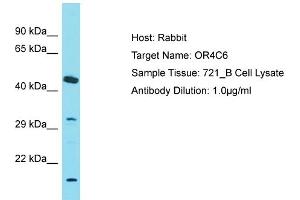 Host: Rabbit Target Name: OR4C6 Sample Tissue: Human 721_B Whole Cell Antibody Dilution: 1ug/ml (OR4C6 Antikörper  (C-Term))