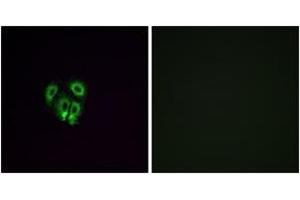 Immunofluorescence (IF) image for anti-Olfactory Receptor, Family 4, Subfamily F, Member 4 (OR4F4) (AA 256-305) antibody (ABIN2891009) (OR4F4 Antikörper  (AA 256-305))