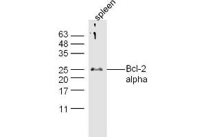 Mouse spleen lysates probed with Anti-Bcl-2 alpha Polyclonal Antibody, Unconjugated  at 1:5000 90min in 37˚C. (Bcl-2 Antikörper  (AA 51-150))