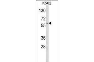Western blot analysis of CDK5R Antibody (C-term) (ABIN652977 and ABIN2842619) in K562 cell line lysates (35 μg/lane).