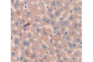 IHC-P analysis of Mouse Tissue, with DAB staining. (Peroxiredoxin 4 Antikörper  (AA 14-258))