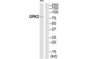Western blot analysis of extracts from NIH-3T3 cells, using GRK2 (Ab-86) antibody. (GRK2 Antikörper  (N-Term))