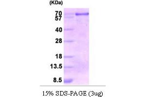 SDS-PAGE (SDS) image for Calnexin (CANX) (AA 21-481) protein (ABIN666892)