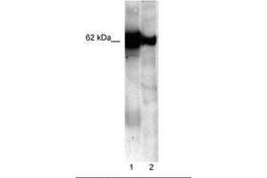 Image no. 1 for anti-Nucleobindin 1 (NUCB1) (C-Term) antibody (ABIN202570) (Nucleobindin 1 Antikörper  (C-Term))