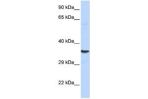 Western Blotting (WB) image for anti-Acidic (Leucine-Rich) Nuclear phosphoprotein 32 Family, Member E (ANP32E) antibody (ABIN2459012) (ANP32E Antikörper)