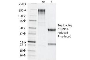 SDS-PAGE Analysis of Purified, BSA-Free TDP2 Antibody (clone TDP2/1258). (TDP2 Antikörper)