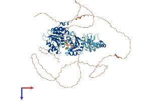 DDX21 Protein (AA 1-851) (His tag)