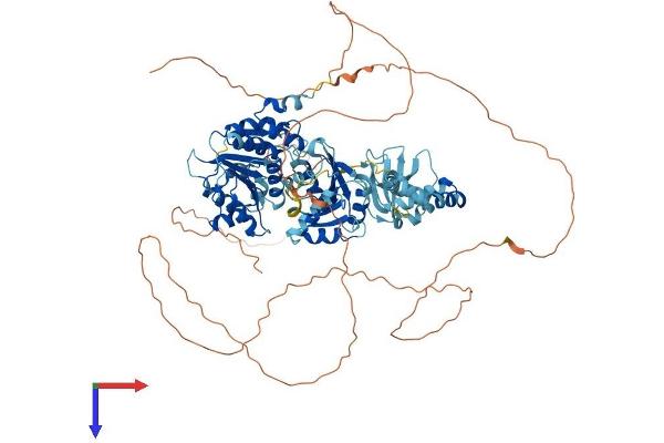 DDX21 Protein (AA 1-851) (His tag)