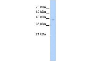 WB Suggested Anti-ASS Antibody Titration:  2. (ASS1 Antikörper  (C-Term))