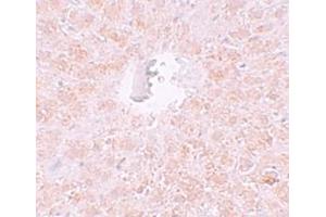Immunohistochemistry (IHC) image for anti-Piwi-Like 1 (PIWIL1) (N-Term) antibody (ABIN1031515) (PIWIL1 Antikörper  (N-Term))
