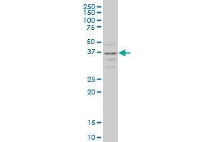 CCR2 monoclonal antibody (M01A), clone 4D12 Western Blot analysis of CCR2 expression in HepG2 . (CCR2 Antikörper  (AA 1-42))