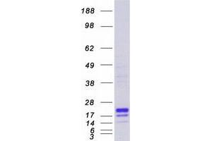 Validation with Western Blot (LY86 Protein (Myc-DYKDDDDK Tag))