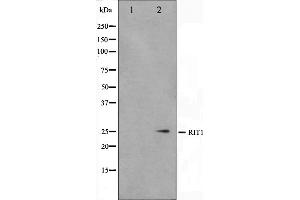 Western blot analysis on Jurkat cell lysate using RIT1 Antibody,The lane on the left is treated with the antigen-specific peptide.