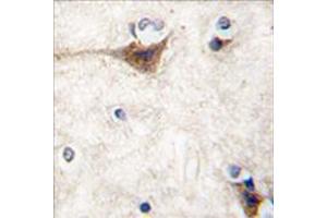 Image no. 2 for anti-Cadherin 10, Type 2 (T2-Cadherin) (CDH10) (N-Term) antibody (ABIN357004) (CDH10 Antikörper  (N-Term))
