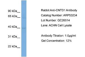 WB Suggested Anti-CNTD1  Antibody Titration: 0. (CNTD1 Antikörper  (N-Term))