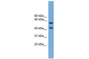 WB Suggested Anti-Elf3 Antibody Titration:  0. (ELF3 Antikörper  (Middle Region))