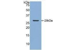 Detection of Recombinant CLU, Human using Polyclonal Antibody to Clusterin (CLU) (Clusterin Antikörper  (AA 228-449))