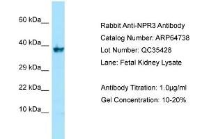 Western Blotting (WB) image for anti-Atrial Natriuretic Peptide Receptor 3 (NPR3) (C-Term) antibody (ABIN2789944) (NPR3 Antikörper  (C-Term))