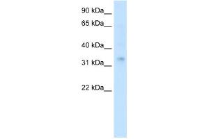 WB Suggested Anti-HOXA2 Antibody Titration:  0. (HOXA2 Antikörper  (Middle Region))