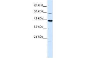 Western Blotting (WB) image for anti-Potassium Channel Subfamily K Member 13 (KCNK13) antibody (ABIN2461134)