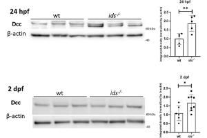 Representative western blot for Dcc at 24 hpf (left) and 2 dpf (right). (DCC Antikörper  (Middle Region))