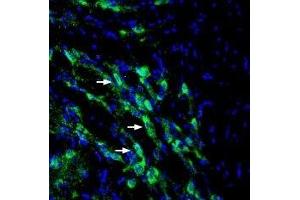 Immunohistochemistry (IHC) image for anti-Solute Carrier Family 6 (Amino Acid Transporter), Member 14 (Slc6a14) (AA 213-226), (Extracellular) antibody (ABIN7043737)