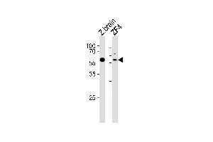 Western blot analysis of lysates from zebra fish brain, ZF4 tissue lysate (from left to right), using (DANRE) papl Antibody (C-term) Azb18704c. (Iron/zinc Purple Acid Phosphatase Protein (PAPL) (AA 378-413) Antikörper)