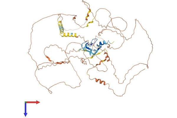 SCEL Protein (AA 1-688) (His tag)
