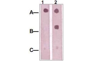 Dot Blot : 1 ug peptide was blot onto NC membrane A : IRS1 (pS312). (IRS1 Antikörper)