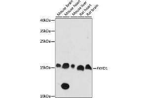 Western blot analysis of extracts of various cell lines, using FXYD1 antibody (ABIN7267278) at 1:1000 dilution. (FXYD1 Antikörper  (AA 1-92))