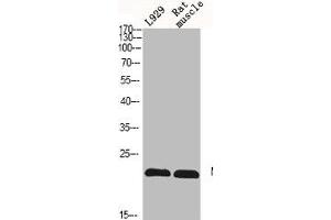 Western Blot analysis of L929 RAT-MUSLCE cells using N/H/K-Ras Polyclonal Antibody (NRAS/HRAS/KRAS Antikörper  (N-Term))
