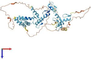 ZSCAN21 Protein (AA 1-473) (His tag)