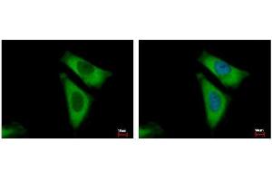 ICC/IF Image RPL29 antibody detects RPL29 protein at cytoplasm by immunofluorescent analysis. (RPL29 Antikörper)