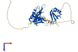 ELAVL2 Protein (AA 1-360) (His tag)