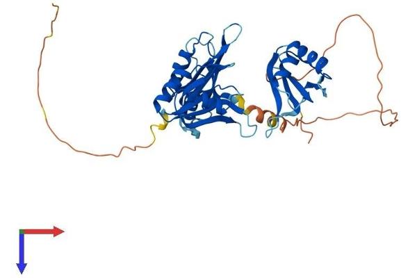 ELAVL2 Protein (AA 1-360) (His tag)