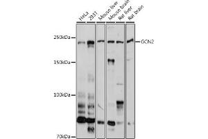 Western blot analysis of extracts of various cell lines, using GCN2 antibody (ABIN6127830, ABIN6140032, ABIN6140034 and ABIN6222976) at 1:1000 dilution. (GCN2 Antikörper  (AA 1-300))