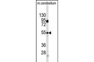Western blot analysis of CPE antibody (C-term) (ABIN392011 and ABIN2841790) in mouse cerebellum tissue lysates (35 μg/lane). (CPE Antikörper  (C-Term))