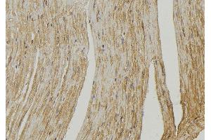 ABIN6272572 at 1/100 staining Mouse muscle tissue by IHC-P. (COX6A2 Antikörper  (Internal Region))