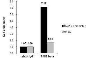 ChIP Image Cross-linked ChIP was performed with HeLa chromatin extract and 5 μg of either control rabbit IgG or anti-TFIIE beta antibody. (GTF2E2 Antikörper)