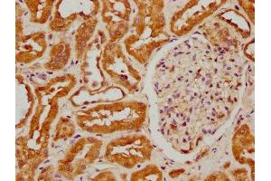 IHC image of ABIN7152970 diluted at 1:300 and staining in paraffin-embedded human kidney tissue performed on a Leica BondTM system. (FIZ1 Antikörper  (AA 252-410))