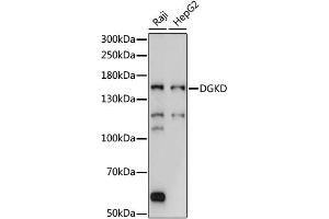 Western blot analysis of extracts of various cell lines, using DGKD antibody (ABIN6292889) at 1:1000 dilution. (DGKD Antikörper)